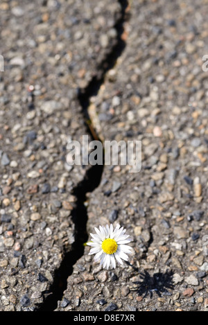 Daisy wächst durch asphalt Stockfoto