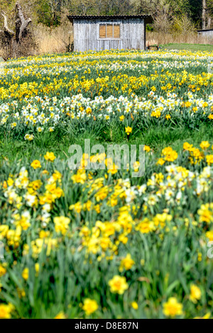 Feld mit Narzissen in Kirchwerder, vier und Marschland, Hamburg, Deutschland, Europa Stockfoto