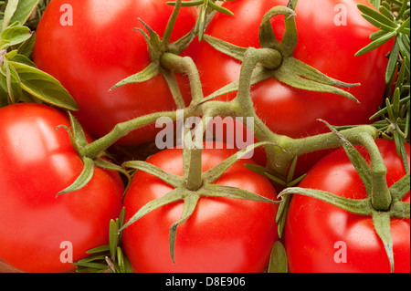 Rebe Reife Fachwerk Tomaten frisch aus dem Garten. Stockfoto