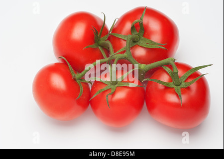 Gereifte Fachwerk strauchtomaten frisch aus dem Garten, isoliert auf weiss. Stockfoto