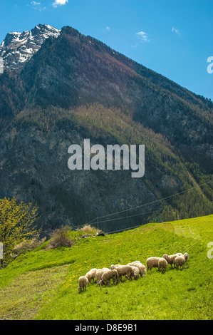 Europa Italien Piemont Provinz von Turin Orsiera Rocciavriè Park Schafe in Usseaux Stockfoto