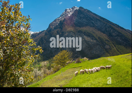 Europa Italien Piemont Provinz von Turin Orsiera Rocciavriè Park Schafe in Usseaux Stockfoto