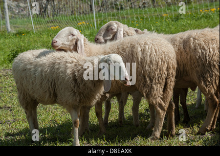 Europa Italien Piemont Provinz von Turin Orsiera Rocciavriè Park Schafe in Usseaux Stockfoto