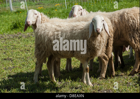 Europa Italien Piemont Provinz von Turin Orsiera Rocciavriè Park Schafe in Usseaux Stockfoto