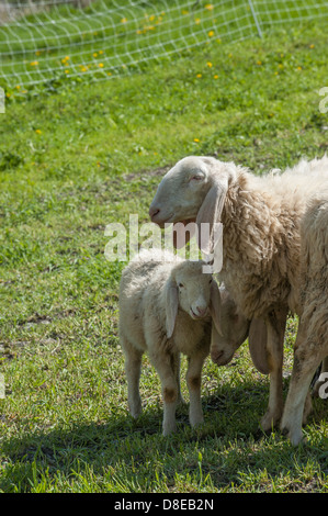 Europa Italien Piemont Provinz von Turin Orsiera Rocciavriè Park Schafe in Usseaux Stockfoto