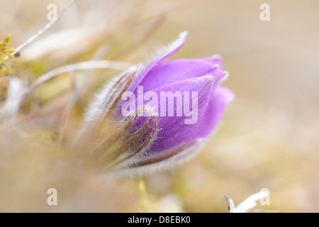 Kuhschelle, Pulsatilla Vulgaris, Oberpfalz, Bayern, Deutschland, Europa Stockfoto