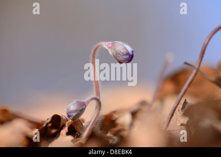 Gemeinsamen Leberblümchen, Anemone Hepatica, Oberpfalz, Bayern, Deutschland, Europa Stockfoto