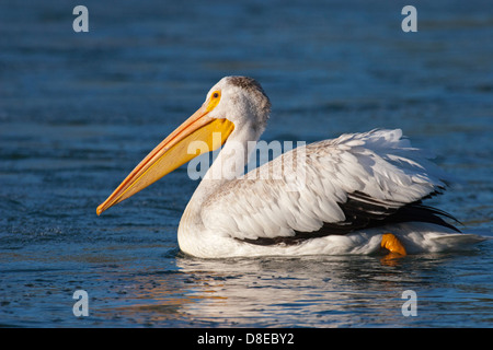 Amerikanischer weißer Pelikan (Pelecanus erythrorhynchos) im Bow River, Kanada Stockfoto