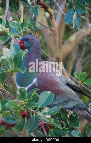 New Zealand Ringeltaube Fütterung auf Reifen Guavafrüchte. Māori nennen es Kererū. Stockfoto