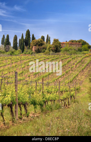 ein Bauernhof mit Weinbergen in der Nähe von Montalcino, Toskana, Italien Stockfoto