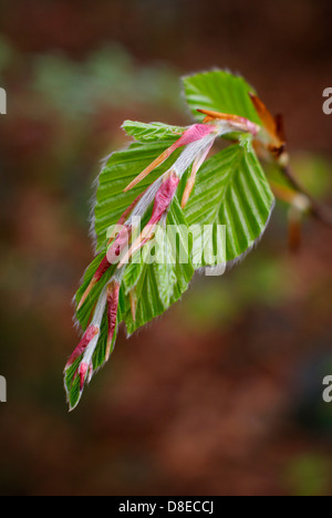 Frische junge, die Buche verlässt Schwellen- und unfurling im Frühling - Fagus Sylvatica, Buche europäischen/Common. Stockfoto