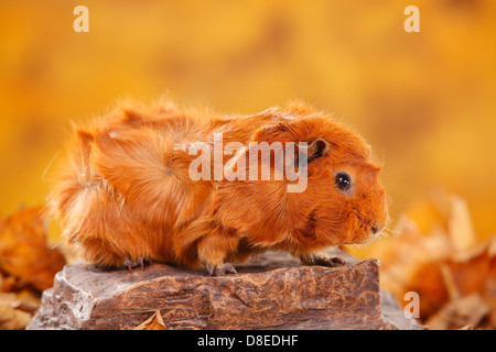 Abessinier Meerschweinchen, rot | Rosetten-Meerschweinchen, Rot / Rosettenmeerschweinchen Stockfoto