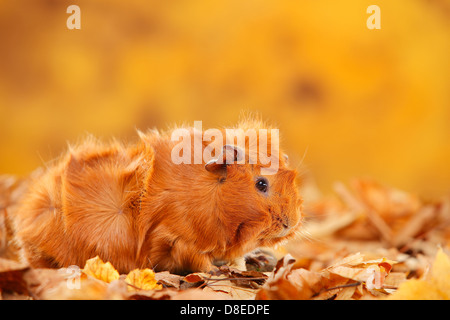 Abessinier Meerschweinchen, rot | Rosetten-Meerschweinchen, Rot / Rosettenmeerschweinchen Stockfoto