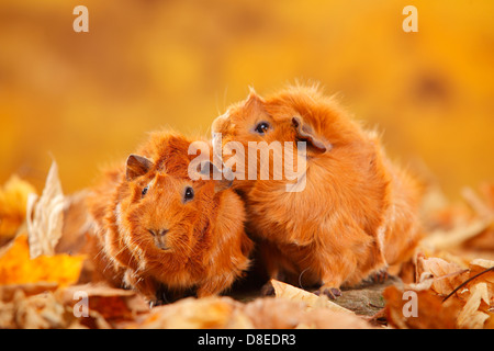 Abessinier Meerschweinchen, rot | Rosetten-Meerschweinchen, Rot / Rosettenmeerschweinchen Stockfoto