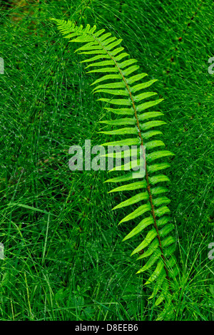 Schwert Farn (Polystichum munitum) Wedel und Schachtelhalm Kolonie Haida Gwaii, Queen Charlotte Islands, British Columbia, Kanada Stockfoto