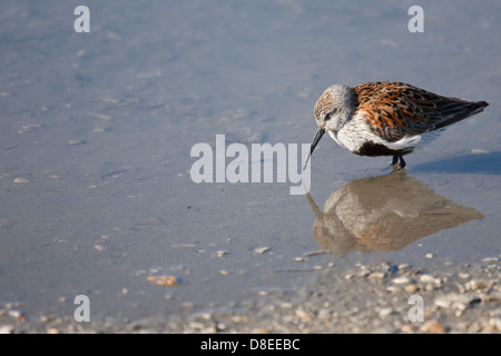 Alpenstrandläufer Zucht Gefieder - Calidris alpina Stockfoto