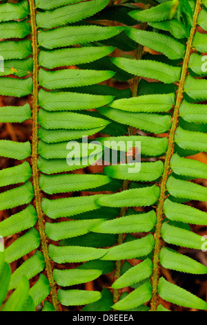 Schwert Farn (Polystichum munitum) Wedel Haida Gwaii Queen Charlotte Inseln, Tourismus, BC, Kanada Stockfoto