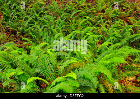 Schwert Farn (Polystichum munitum) Wedel und Schachtelhalm Kolonie Haida Gwaii, Queen Charlotte Islands, British Columbia, Kanada Stockfoto