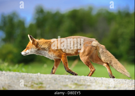 Rotfuchs Vulpes Vulpes, Lauvsnes, Norwegen Stockfoto