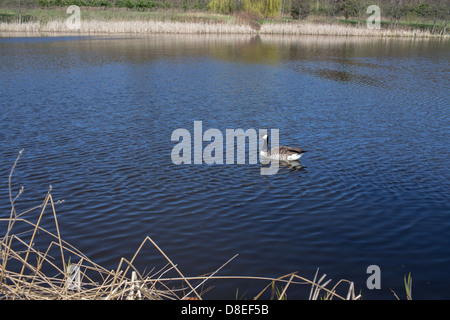 Ente, Freizeitpark namens Ronald Reagan im Küstenriemen, Gdansk-Brzezno, Polen. Stockfoto