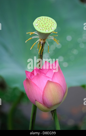 Lotus-Blüte im Teich Stockfoto