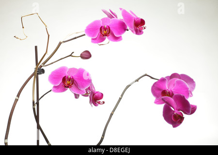 Phalaenopsis. Rosa Orchidee auf grauem Hintergrund Stockfoto