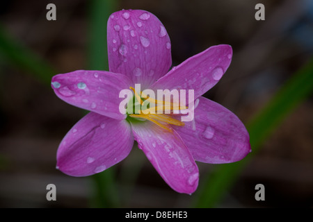 Purple Lily Blumen in Las Minas, Provinz Cocle, Republik Panama. Stockfoto