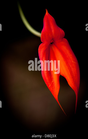 Masdevalia Orchid, Masdevallia veitchiana, auf Finca Dracula in der Nähe von Cerro Punta in der Provinz Chiriqui, Republik Panama. Stockfoto