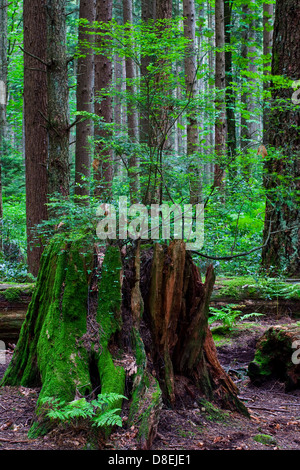 Einem verwesenden Baumstumpf gibt neues Leben in den Wald Stockfoto