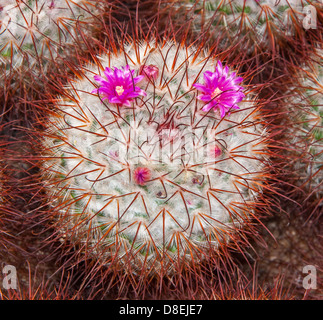 Nahaufnahme von Mammillaria Bombycina (seidenen Nadelkissen Kaktus) zeigt rote süchtig Bedornung und lila Blüten. Stockfoto