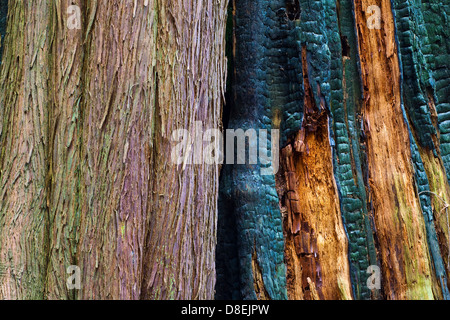 Vergleich der Tote und lebende Western Red Cedar-Bäume in einem gemäßigten Regenwald, Britisch-Kolumbien Stockfoto