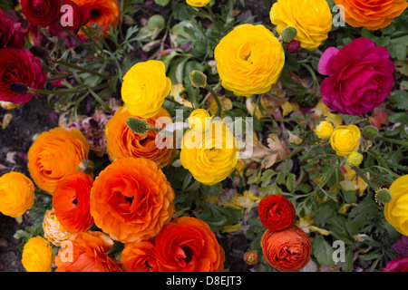 Persische Butterblume. Stockfoto