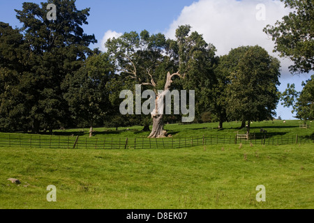 Alte Asche Baum wächst auf Weide und Parkanlage nahe dem Dorf von Thornton Steward Wensleydale Yorkshire Dales England Stockfoto