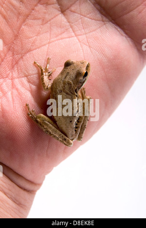 Kleine Laubfrosch auf Hand, weißen Hintergrund. (Hyla Pulchela). Stockfoto