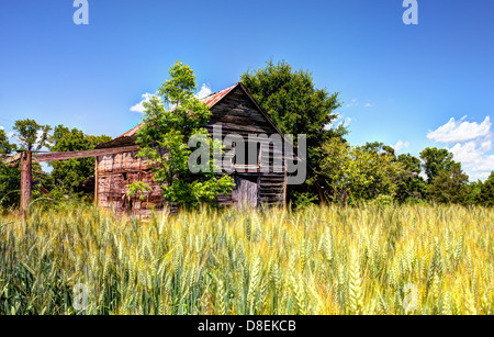 Old abandoned barn and wheat in a rural North Georgia landscape. Stockfoto