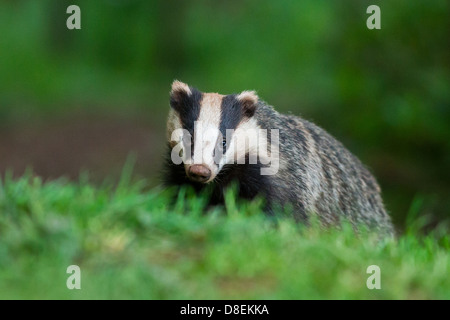 Frau Dachs (Meles Meles) auf dem Rasen im Wald, Porträt. UK Stockfoto