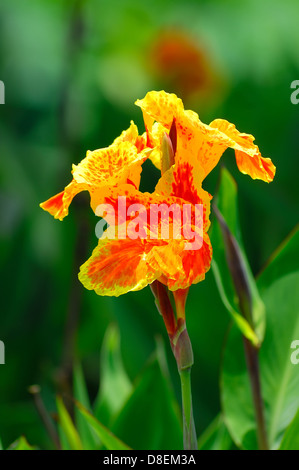 schöne orange gelbe Canna Lily Stockfoto