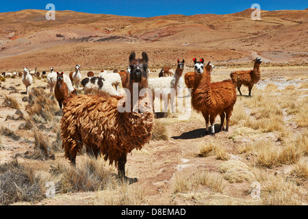 Lamas (Lama Glama) auf dem Altiplano, Bolivien Stockfoto