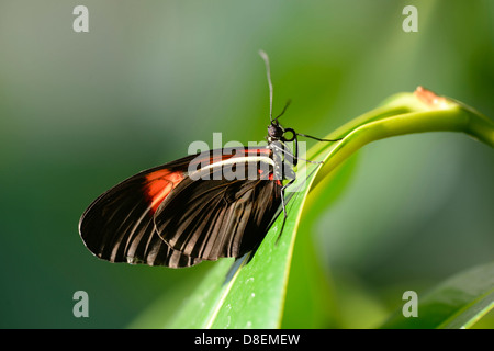 Schmetterling rot Postman (Heliconius Erato) auf einem Blatt Stockfoto