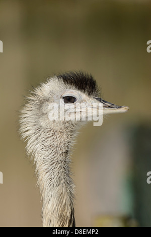 Größere Rhea (Rhea Americana), Zoo Augsburg, Bayern, Deutschland Stockfoto