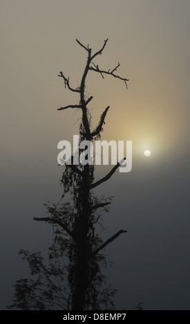 Silhouette der Baum im Sonnenaufgang Stockfoto