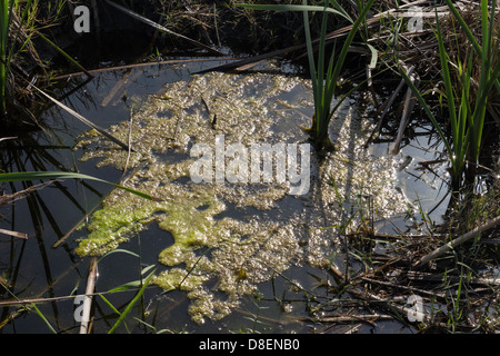 Dreck und Algen in einem stagnierenden Wasserbecken mit Licht und Schatten. Dies ist in einem sumpfigen Land neben dem Fluss Stockfoto