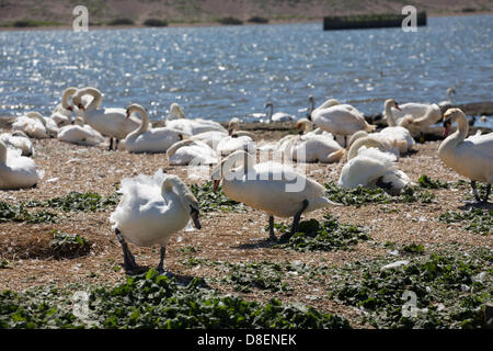 Abbotsbury, UK. 27. Mai 2013. Bank Holiday Baby Schwäne. Dieses Jahr gibt es genau 100 Brutpaare.  Abbotsbury Swannery in Dorset ist einzigartig. Dies ist der einzige Ort in der Welt, wo Sie in der Lage, zu Fuß durch das Herz einer Kolonie der Schachtelung Höckerschwäne sind. Bildnachweis: Ed Stone/Alamy Live-Nachrichten Stockfoto