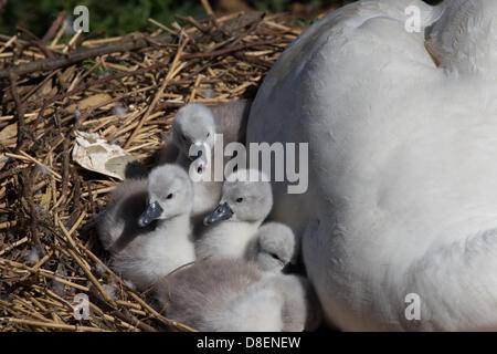 Abbotsbury, UK. 27. Mai 2013. Schlafen. Eine Mutter mit ihrem Baby Schwäne über das Wochenende und Feiertagen geboren.  Abbotsbury Swannery in Dorset ist einzigartig. Dies ist der einzige Ort in der Welt, wo Sie in der Lage, zu Fuß durch das Herz einer Kolonie der Schachtelung Höckerschwäne sind. Bildnachweis: Ed Stone/Alamy Live-Nachrichten Stockfoto