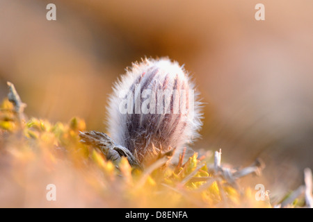 Knospe einer Kuhschelle (Pulsatilla Vulgaris), Nahaufnahme Stockfoto