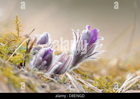 Knospe einer Kuhschelle (Pulsatilla Vulgaris), Nahaufnahme Stockfoto