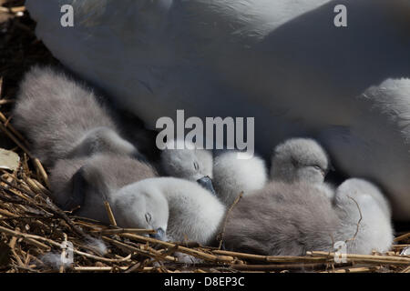 Abbotsbury, UK. 27. Mai 2013. Schlafen. Eine Mutter mit ihrem Baby Schwäne über das Wochenende und Feiertagen geboren.  Abbotsbury Swannery in Dorset ist einzigartig. Dies ist der einzige Ort in der Welt, wo Sie in der Lage, zu Fuß durch das Herz einer Kolonie der Schachtelung Höckerschwäne sind. Bildnachweis: Ed Stone/Alamy Live-Nachrichten Stockfoto