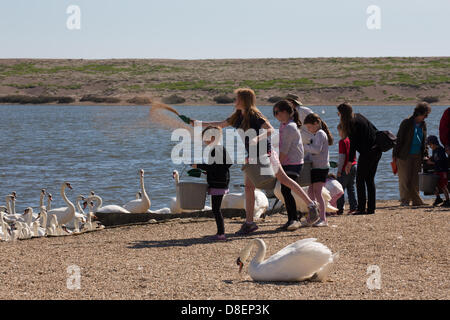 Abbotsbury, UK. 27. Mai 2013. Massen der Öffentlichkeit erwarten die Fütterung der Schwäne. Bank Holiday Baby Schwäne.  Abbotsbury Swannery in Dorset ist einzigartig. Dies ist der einzige Ort in der Welt, wo Sie in der Lage, zu Fuß durch das Herz einer Kolonie der Schachtelung Höckerschwäne sind. Bildnachweis: Ed Stone/Alamy Live-Nachrichten Stockfoto