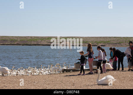 Abbotsbury, UK. 27. Mai 2013. Junge Mädchen werfen die Schwäne Weizen.  Abbotsbury Swannery in Dorset ist einzigartig. Dies ist der einzige Ort in der Welt, wo Sie in der Lage, zu Fuß durch das Herz einer Kolonie der Schachtelung Höckerschwäne sind. Bildnachweis: Ed Stone/Alamy Live-Nachrichten Stockfoto