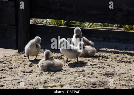 Abbotsbury, UK. 27. Mai 2013. Baby Schwäne über das Wochenende und Feiertagen geboren.  Abbotsbury Swannery in Dorset ist einzigartig. Dies ist der einzige Ort in der Welt, wo Sie in der Lage, zu Fuß durch das Herz einer Kolonie der Schachtelung Höckerschwäne sind. Bildnachweis: Ed Stone/Alamy Live-Nachrichten Stockfoto